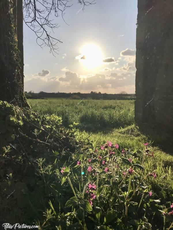 Photo Le Château de Kerjean : Joli passage fleuri de fleurs sauvages, au travers de l’enceinte du Château 😍🥰 Ce passage devait certainement servir à se rendre dans les champs entourant le Château..c, Château de Kerjean, Fleurs sauvages, Muraille