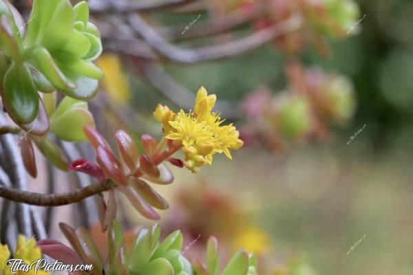 Photo Plantes grasses : Belles couleurs sur ces plantes grasses 😍🥰 Je n’arrive pas à trouver leur nom, désolée 😅 Elles poussent en extérieur, en pots ou en pleine terre où elles s’étalent très rapidement..c, Plantes grasses