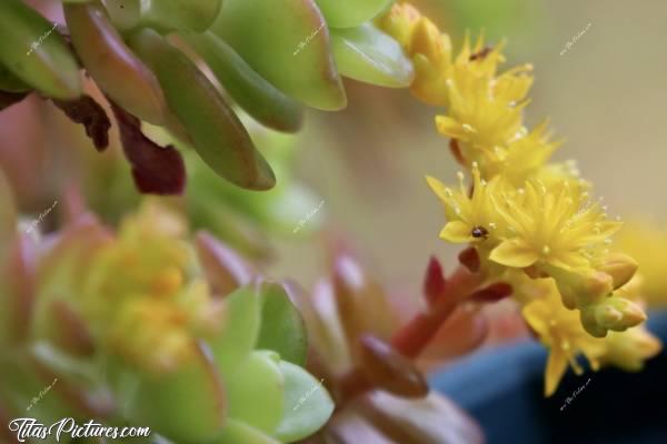 Photo Plantes grasses : Belles couleurs sur ces plantes grasses 😍🥰 Je n’arrive pas à trouver leur nom, désolée 😅 Elles poussent en extérieur, en pots ou en pleine terre où elles s’étalent très rapidement..
Si vous regardez bien, il y a même un petit habitant dessus 🤗😍c, Plantes grasses