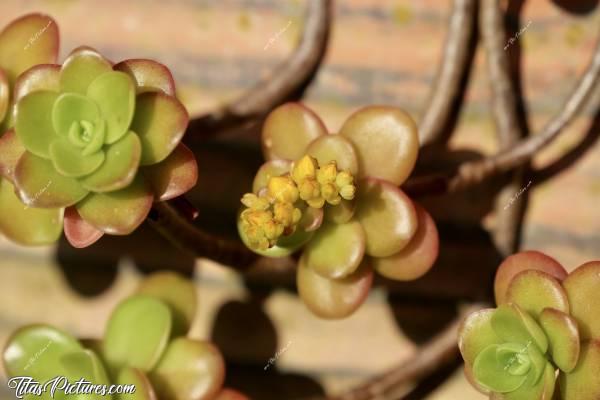 Photo Plantes grasses : Jeux d’ombres et de lumières sur ces belles plantes grasses 😍🥰
Je n’arrive pas à trouver leur nom, désolée 😅 Elles poussent en extérieur, en pots ou en pleine terre où elles s’étalent très rapidement..c, Plantes grasses