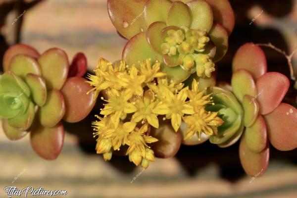 Photo Plantes grasses : Jeux d’ombres et de lumières sur ces belles plantes grasses 😍🥰
Je n’arrive pas à trouver leur nom, désolée 😅 Elles poussent en extérieur, en pots ou en pleine terre où elles s’étalent très rapidement..c, Plantes grasses