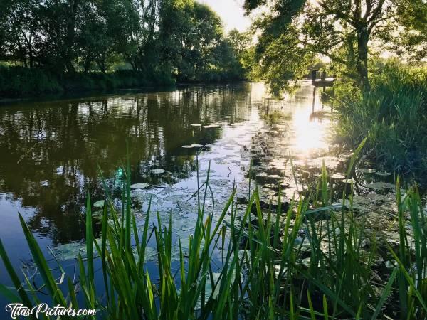 Photo Saint-Amand-sur-Sèvre : Beau jeu de Lumières de fin de journée sur la Sèvre Nantaise, à Saint-Amand-sur-Sèvre 😍🥰 
On se croirait en Amazonie 😅
C’est très reposant je trouve, pas vous?c, Saint-Amand-sur-Sèvre, Sèvre Nantaise, Deux-Sèvres