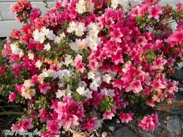 Photo Massif d’Azalées en fleurs : Beaux mélange d’Azalées blanches et roses fuschia dans un Jardin du Finistère 😍🥰c, Azalées