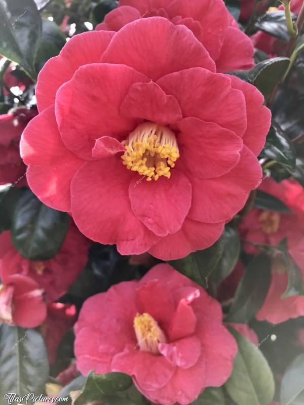 Photo Camélia Japonica : Zoom sur les belles fleurs rouges rosées d’un Camélia Japonica dans le Jardin de mon Père, au printemps 😍🥰c, Camélia Japonica, Fleurs rouges rosées