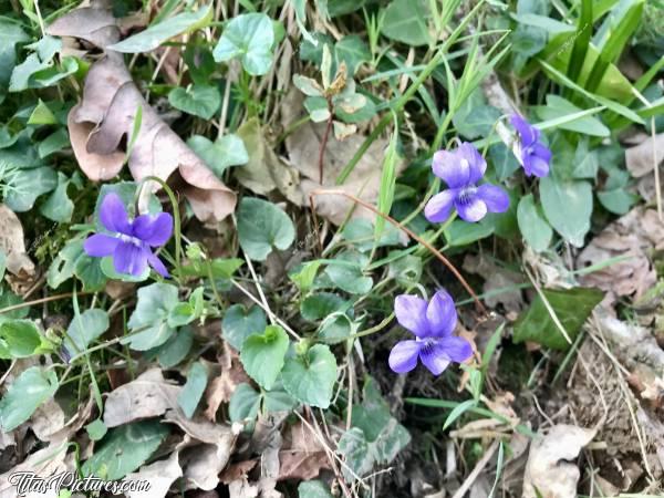 Photo Violettes sauvages : Belles petites violettes sauvages dans la campagne du Finistère, au printemps 😍🥰c, Violettes sauvages