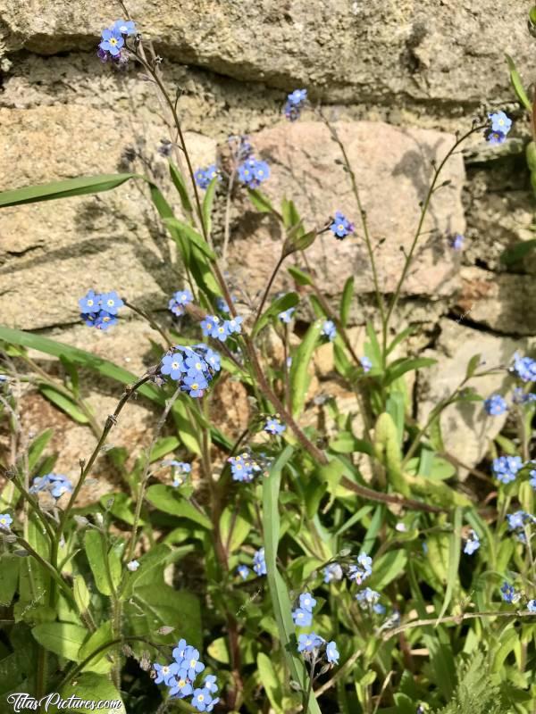 Photo Petites Fleurs bleues : Belles petites fleurs bleues qui ressortent bien sur ce mur de pierres dans la campagne du Finistère 😍🥰 Je ne connais pas leur nom malheureusement 😬😅c, Fleurs bleues, Fleurs sauvages