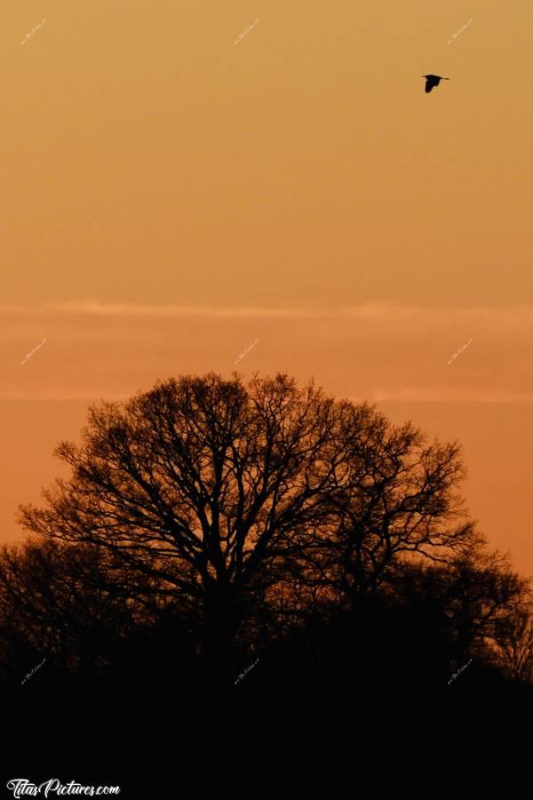 Photo Coucher de soleil : Coucher de soleil sur la Campagne vendéenne. Mais qu’est-ce que c’est que ce point noir dans le ciel? 🧐
À votre avis? 😋c, Coucher de soleil, Campagne, arbre