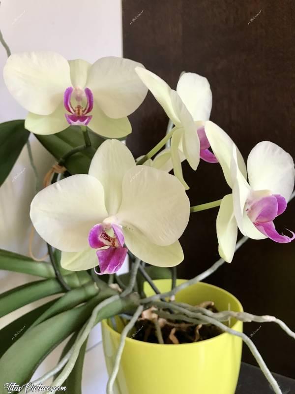 Photo Orchidée blanche : Après plusieurs années sans plus faire de fleurs, voici que cette année, elle m’en a fait 5 🤩🥳 Elles sont très belles je trouve 🥰 Et en plus, elles durent longtemps 😍 Elles ont déjà plusieurs semaines 😅 Ça valait le coup de patienter 🤗c, Orchidée blanche