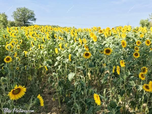 Photo Tournesols : Youpi ! Ils sont en fleurs 😍 C’est trop beau à voir en vrai, ces grands champs de Tournesols en fleurs 🥰c, Tournesols, fleurs, champ