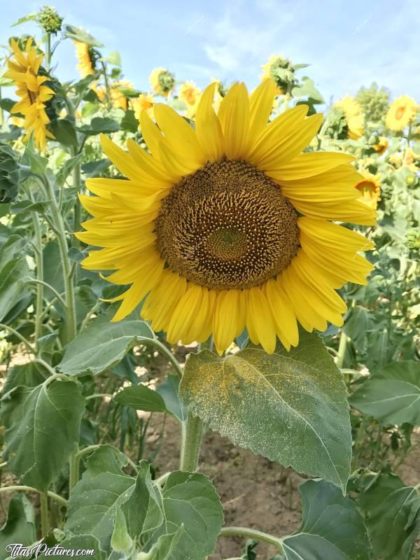 Photo Tournesol : Beau Tournesol en fleur 😍🥰
C’est quoi cette poudre jaune sur la feuille? 🧐 On dirait qu’il perd son Pollen.. 😅c, Tournesol, fleur