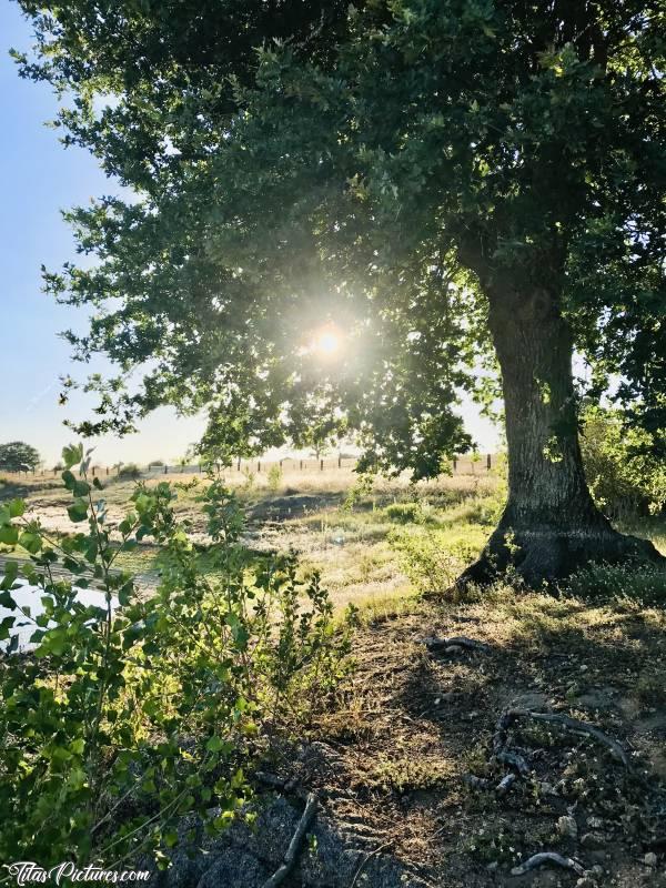 Photo Lac du Verdon : Belle balade de fin de journée au Lac du Verdon, entre Maulévrier et La Tessoualle. Petit jeu de cache-cache avec le soleil, à travers les branches de ce beau chêne 😍🥰c, Lac du Verdon, Chêne