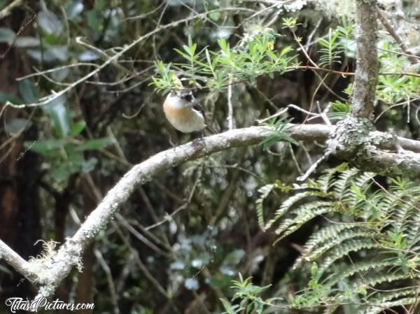 Photo Un Tec-Tec : Un mignon petit Tec-Tec perché sur sa branche et cherchant à se cacher de moi tandis que j’essayai désespérément de faire ma mise au point sur lui. Un peu flou, mais si mignon 🥰c, La Réunion, Oiseau, Tec-Tec