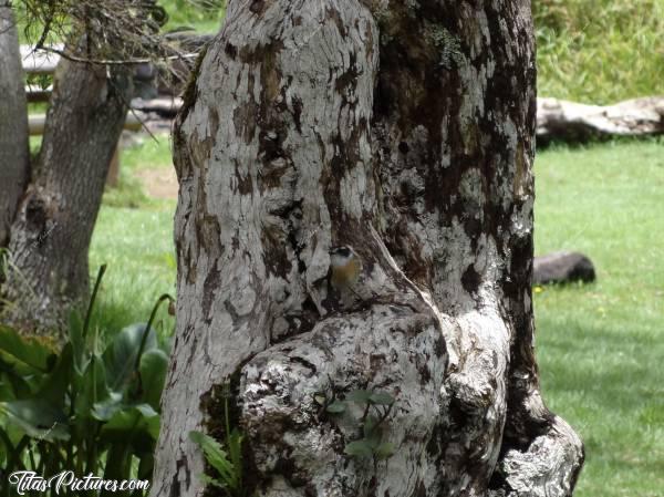 Photo Cherchez l’intrus... : Cherchez l’intrus qui se cache sur cette photo ! Indice, c’est grâce à son chant que je l’ai repéré..c, La Réunion, Tronc d’arbre, Oiseau, Tec-Tec