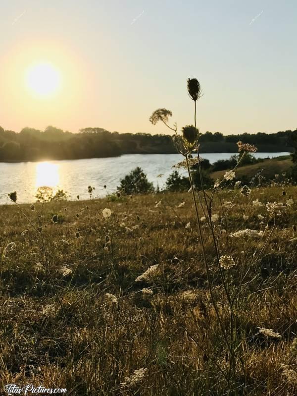 Photo La Retenue de Rochereau : Malgré le gros manque d’eau, certaines plantes sauvages s’épanouissent au travers de l’herbe sèche 😧😍 Quelqu’un connaît le nom de cette plante ?c, Retenue de Rochereau, Monsireigne