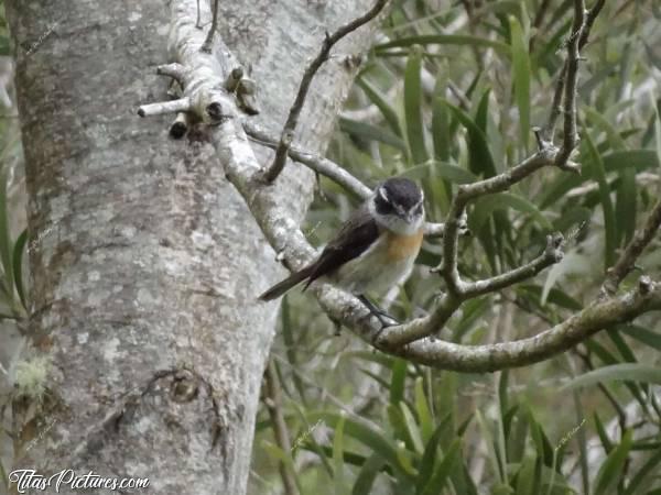 Photo Un Tec-Tec : Un mignon petit Tec-Tec perché sur sa branche et chantant à tue-tête.c, La Réunion, Oiseau, Tec-Tec