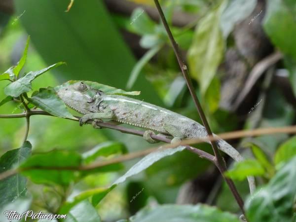 Photo Un jeune Endormi : Un jeune Endormi en mode camouflage sur sa branche.c, La Réunion, Endormi, Caméléon