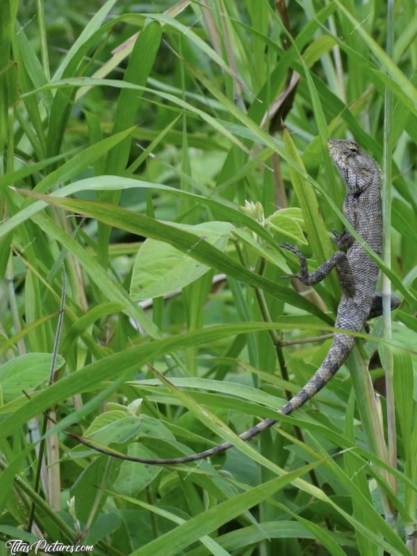 Photo Un Lézard vert : Un Lézard vert perché dans les herbes hautes. 
Regardez la longueur de sa queue !!c, La Réunion, Lézard