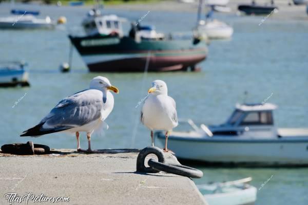 Photo Goëlands Bretons : Je dois avouer que je suis assez fière de cette photo qui fait très carte postale je trouve 😍🥰
J’ai dû m’approcher tout doucement pour ne pas qu’ils s’envolent et qu’ils veuillent bien me faire une pose naturelle. 
J’ai pris cette photo à Portsall, qui se trouve pas très loin de Brest. C’est à cet endroit qu’il y a un petit musée gratuit retraçant l’histoire de l’échouage de l’Amoco Cadiz, ce grand pétrolier à l’origine de la 1ère grande Marée Noire en Mars 1978.c, Goëlands, Portsall, Ploudalmézeau, Bateau de pêche, mer