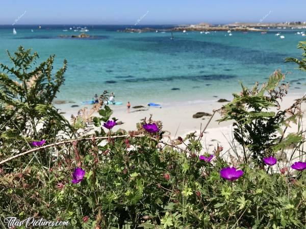 Photo Trémazan : Belle randonnée côtière à Trémazan, le long de la Plage du Château. La mer avait des couleurs magnifiques ce jour-là 👍🏻😍
Mise au point sur ces belles fleurs sauvages… Ou du moins, loin de toute habitation, car elles ne sont peut-être pas sauvages à la base.. 🤔😅c, Plage du Château, Trémazan