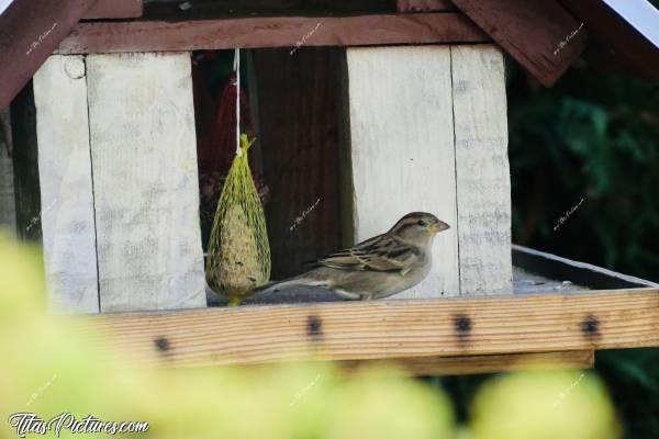 Photo Moineau femelle : Les moineaux femelles sont les plus faciles à photographier. Au départ je pensais que c’était parce qu’elles sont intrépides et pas très peureuses. Car celle-ci m’a aperçu, mais ne s’est pas envolée. En fait, j’ai constaté à force d’observer, qu’il y a toujours un Mâle  en observateur à proximité, pour avertir d’un danger..c, mangeoire à oiseaux, moineau femelle