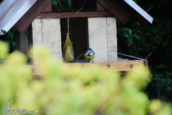 Photo Mésange bleue : Une autre photo de Mésange bleue sur mon mangeoire à oiseaux 👍🏻😍🥰Avant de commencer à picorer des graines, elle fait le tour de la cabane et regarde partout au sol, afin de vérifier qu’il n’y a pas de danger autour (comme par exemple un chat caché et prêt à bondir.. 😅). Trop mignon à observer 🥰 Par contre, si elle me voit, elle s’envole aussitôt 😖😢 Faut donc que je me fasse bien discrète pour réussir à la photographier 😅 
Là, elle a d’ailleurs un doute sur ma présence, car elle n’arrête pas de regarder dans ma direction 😅😬c, mangeoire à oiseaux, mésange bleue