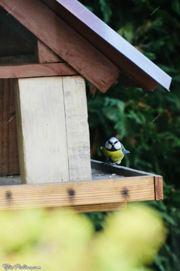 Photo Mésange bleue : Une belle petite Mésange bleue , venue profiter de cette nourriture bien riche et bienvenue, en ces jours d’hiver bien rigoureux. Toute mimie la petite 😍🥰 Mince, elle m’a repérée 😅c, mangeoire à oiseaux, Mésange bleue