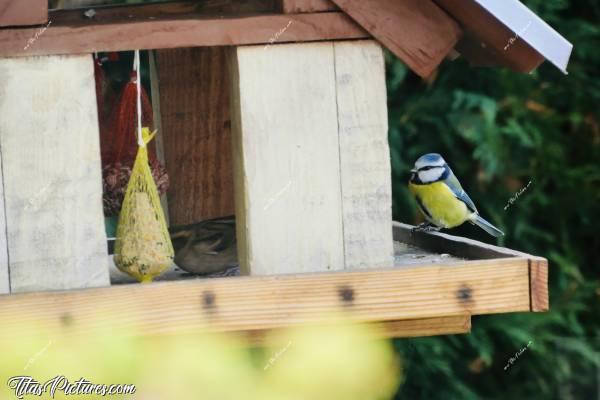 Photo Mésange bleue : Une belle petite Mésange bleue , venue profiter de cette nourriture bien riche et bienvenue, en ces jours d’hiver bien rigoureux. Toute mimie la petite 😍🥰 Elle attend patiemment que le moineau ait fini…c, Mésange bleue, mangeoire à oiseaux