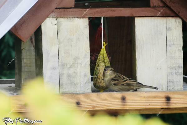 Photo Moineau : Une jolie petite femelle moineau, venue profiter de la boule de graisse, que j’ai mis l’hiver dernier pour les mésanges. Trop mimie 😍🥰c, Moineau, mangeoire à oiseaux