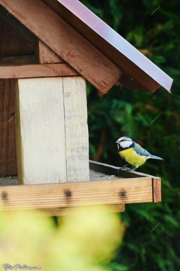 Photo Mésange bleue : Cette mignonne petite mésange bleue est en train de regarder s’il n’y aurait pas une belle araignée à picorer dans les recoins du toit… Trop mimie 😍🥰 Quel plaisir de les observer chaque jour 🤗😍c, Mésange bleue, Mangeoire à oiseaux