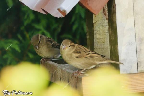 Photo Moineaux : Deux belles femelles Moineaux sur mon mangeoire à Oiseaux. Trop mignonnes 👍🏻😍🥰c, Moineaux