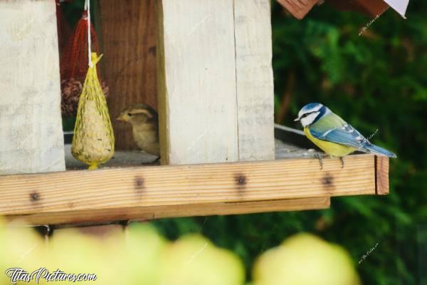 Photo Mésange et Moineau : Belle petite Mésange bleue et Moineau femelle sur mon mangeoire à oiseaux. J’adore les observer 🥰c, Mésange bleue, Moineau