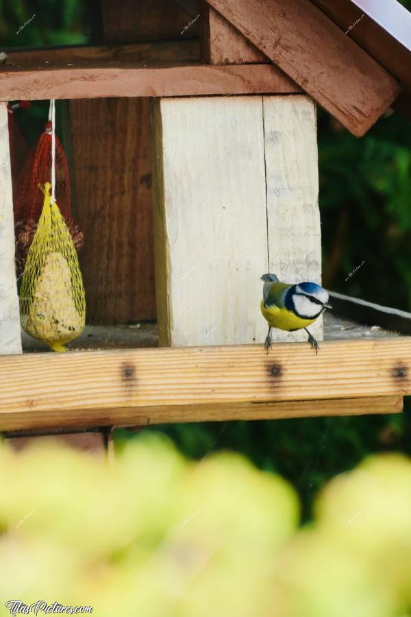 Photo Mésange bleue : Une mignonne petite mésange bleue vient de se poser sur mon mangeoire à oiseaux. Avant de commencer à manger, elle fait le tour de la cabane et regarde au sol pour vérifier qu’il n’y a pas de danger. Trop mignonne à observer 😍🥰c, Mésange bleue, Mangeoire à oiseaux