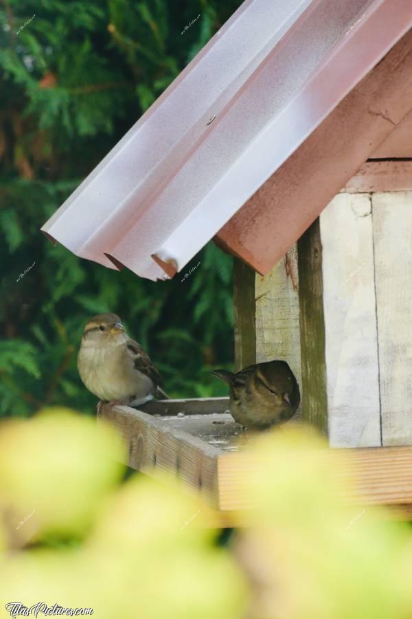 Photo Moineaux : Deux belles femelles Moineaux sur mon mangeoire à Oiseaux. Trop mignonnes 👍🏻😍🥰c, Moineaux