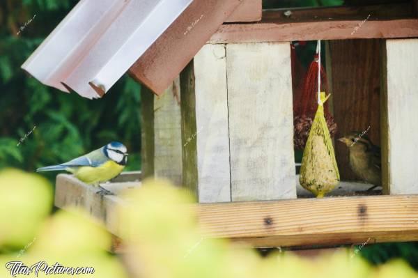 Photo Mésange et Moineau : Belle petite Mésange bleue et Moineau femelle sur mon mangeoire à oiseaux. J’adore les observer 🥰c, Mésange bleue, Moineau