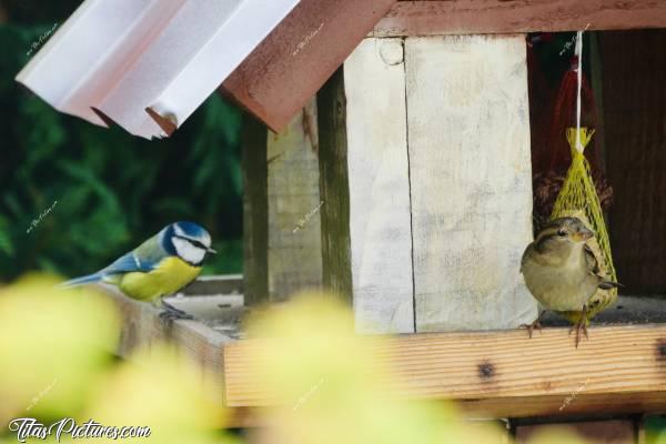 Photo Mésange et Moineau : Belle petite Mésange bleue et Moineau femelle sur mon mangeoire à oiseaux. J’adore les observer 😍🥰c, Mésange bleue, Moineau