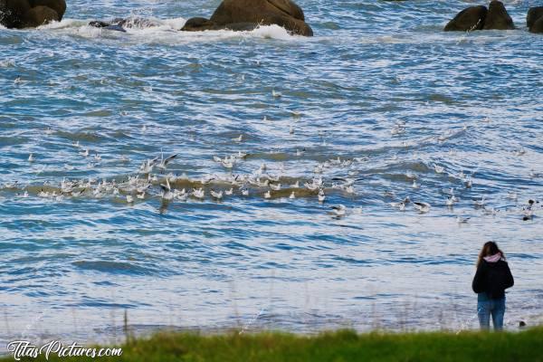 Photo Plage de Kerfissien : Que de mouettes rieuses à la plage de Kerfissien ce jour-là 😧😍c, Kerfissien, mer, mouettes