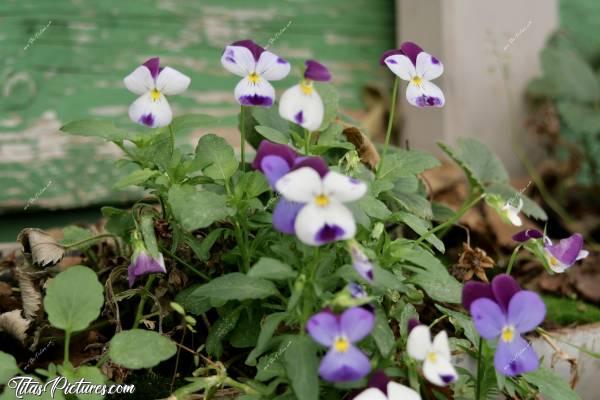 Photo Pensées : Belles petites pensées violettes et blanches, dans la Serre de mon Père 😍🥰c, Pensées