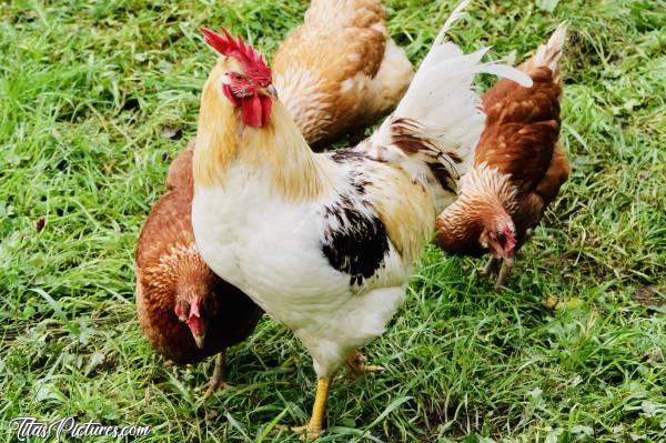 Photo Coq et poules : Je vous présente le Coq de mon Père. Il est très beau je trouve 😍 Mais par contre, il est très agressif 😅c, Coq, Poules