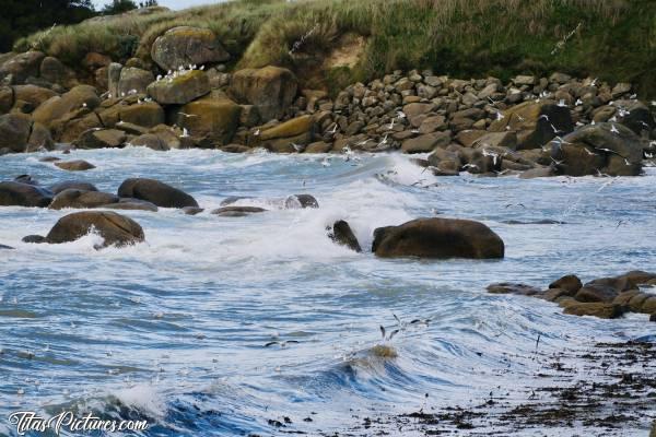 Photo Plage de Kerfissien : Quelles belles vagues à Kerfissien ce jour-là 😍 Et il devait y avoir pleins de poissons aussi pour attirer autant de mouettes 🤔😅c, Kerfissien, mer, rochers, mouettes