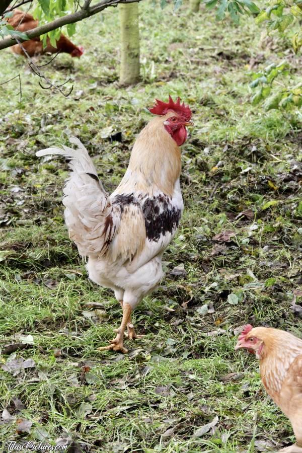 Photo Coq : Je vous présente le Coq de mon Père. Il est très beau je trouve 😍 Mais par contre, il est très agressif 😅c, Coq, poules