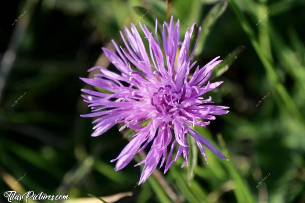 Photo Fleur sauvage : Belle fleur sauvage mauve, découverte lors d’une belle randonnée en campagne vendéenne 👍🏻😍c, Fleur sauvage mauve