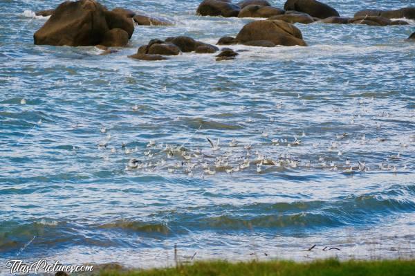 Photo Mouettes : Grand banc de Mouettes à la plage de Kerfissien ce jour-là 😧😅 Il devait y avoir quelque chose d’intéressant à manger certainement, pour qu’elles restent agglutinées à cet endroit 🤔🤗c, Mouettes, Kerfissien