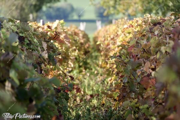 Photo Vigne : Belles couleurs d’automne sur les feuilles de cette petite vigne privée  😍 Cette photo date de fin Octobre de l’année dernière. 
Version Mise au point sur le 1er Plan.c, Vigne, Automne