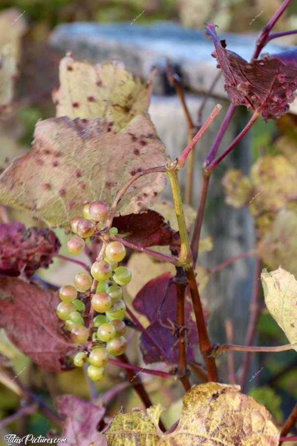 Photo Raisins blancs : Gros plan sur cette belle grappe de Raisins blancs prise dans une petite vigne privée 😍😋
Cette photo date de fin Octobre 2021. Ils n’avaient pas l’air mûr.. Bizarre 🤔c, Raisins blancs, Vigne, Automne