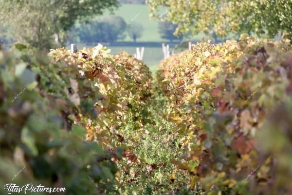 Photo Vigne : Belles couleurs d’automne sur les feuilles de cette petite vigne privée  😍 Cette photo date de fin Octobre 2021.  
Version mise au point au centre du rang. Quelle version préférez-vous ?c, Vigne, Automne