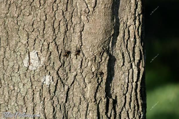Photo Mouches : Drôles de mouches sur ce joli tronc d’arbre. Et comme elles ne bougeaient pas, j’en ai profité pour les prendre en photos. Ça change des paysages 😅c, Mouches, tronc d’arbre