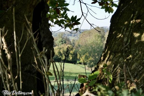 Photo La Campagne Vendéenne : Belle petite randonnée ensoleillée dans la Campagne du Boupère. Vue d’une jolie prairie, au travers de 2 beaux chênes. 
Version Mise au point sur les troncs d’arbres. Quelle version préférez-vous? J’ai pas réussi à choisir 😅c, Campagne Vendéenne, le Boupère, prairie, arbres