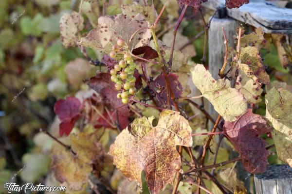 Photo Raisins blancs : Belles couleurs d’automne sur les feuilles de cette petite vigne privée  😍 Cette photo date de fin Octobre de l’année dernière.c, Raisins blancs, Vigne, Automne