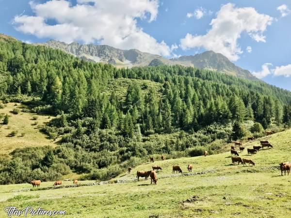 Photo Bellentre : Belle randonnée dans les alpages de Bellentre 😍😎 Elles sont vraiment belles ces petites vaches rouquines 🥰c, Les Alpes, Bellentre, Vaches, Champ d’alpage