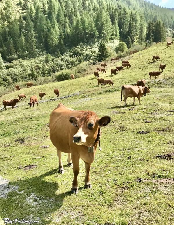 Photo Bellentre : Salut toi ! 
Comment tu t’appelles ?
T’es trop mignonne 😍🥰
Mais pourquoi cet anneau avec des piques ?! 🧐 Peut-être pour te protéger des Loups …? 🤔😅c, Les Alpes, Bellentre, Vaches, Champ d’alpage